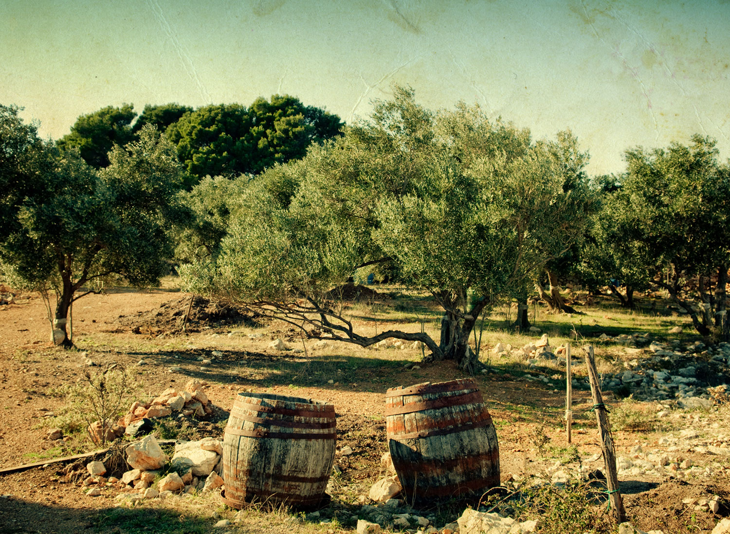 Azienda agricola Feudo Seggio - olio extravergine di oliva DOP valle del Belìce