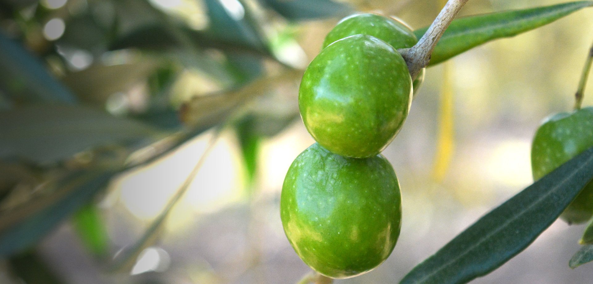 Olio extravergine di oliva DOP Feudo Seggio - prodotto nella valle del Belìce da olive Nocellara.