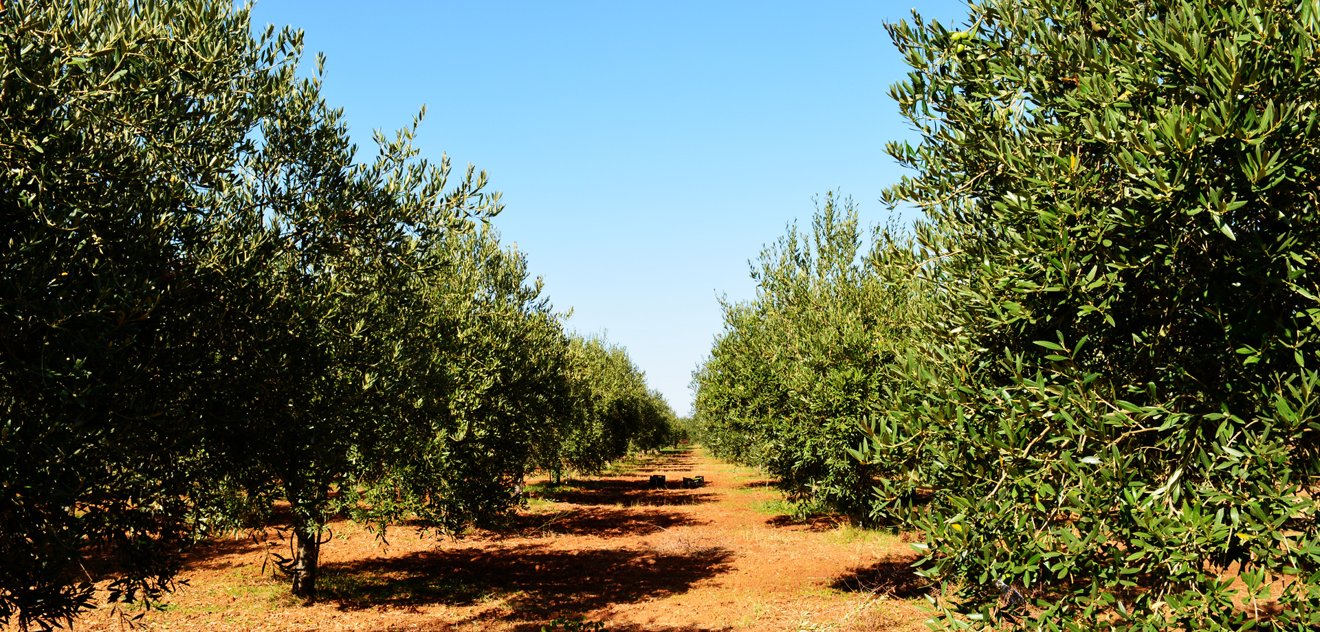 Olio extravergine di oliva DOP Feudo Seggio - prodotto nella valle del Belìce da olive Nocellara.