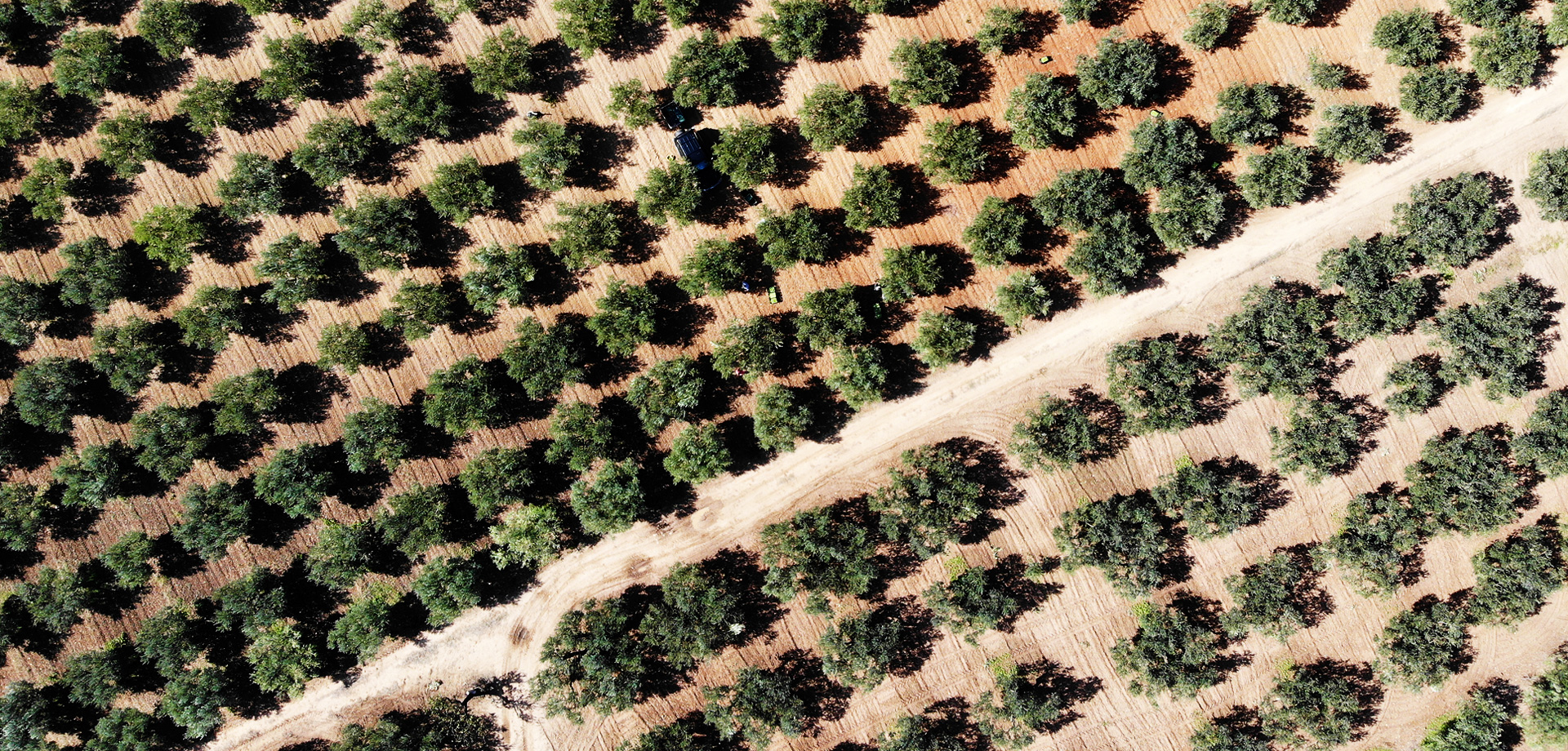 Olio extravergine di oliva DOP Feudo Seggio - prodotto nella valle del Belìce da olive Nocellara.